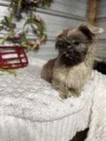 Knuckles, a male Shih Tzu for sale in Elgin, SC – Photo 1 of 3