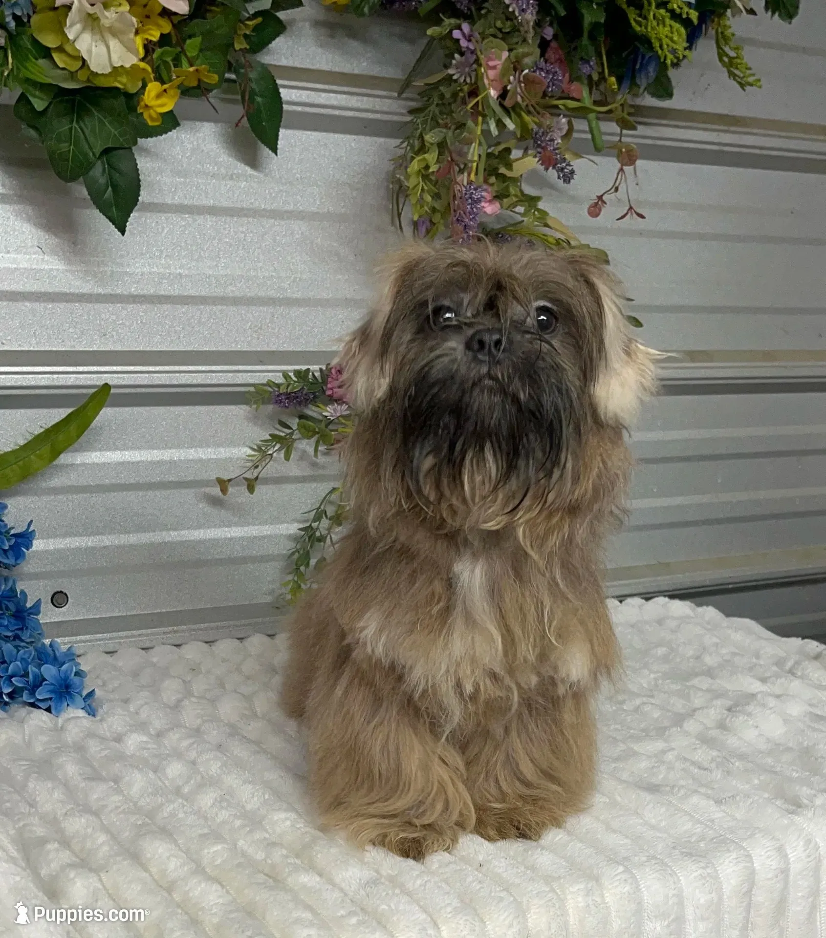 Knuckles, a male Shih Tzu for sale in Elgin, SC – 2 of 6