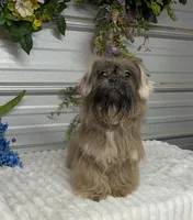 Knuckles, a male Shih Tzu for sale in Elgin, SC – 2 of 2