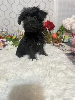 Bella , a female Yorkipoo for sale in Elgin, SC – Photo 4 of 6