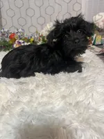 Bella , a female Yorkipoo for sale in Elgin, SC – Photo 5 of 6