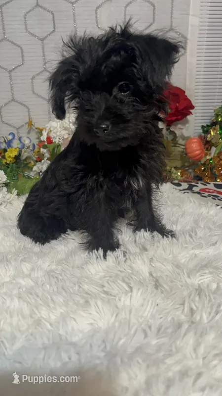 Bella  – Yorkipoo puppy for sale in Elgin, SC