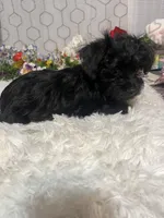Bella , a female Yorkipoo for sale in Elgin, SC – Photo 6 of 6
