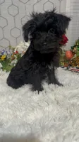 Bella , a female Yorkipoo for sale in Elgin, SC – Photo 2 of 6