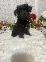 Bella , a female Yorkipoo for sale in Elgin, SC – Photo 3 of 6