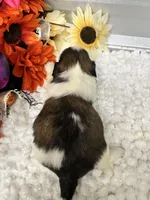 Taffy, a female Shih Tzu for sale in Elgin, SC – 4 of 5