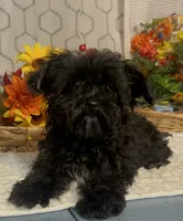 Lucy, a female Yorkipoo for sale in Elgin, SC – 3 of 4