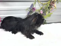 Ebony, a female Yorkshire Terrier and Poodle - Toy  for sale in Elgin, SC – 4 of 8