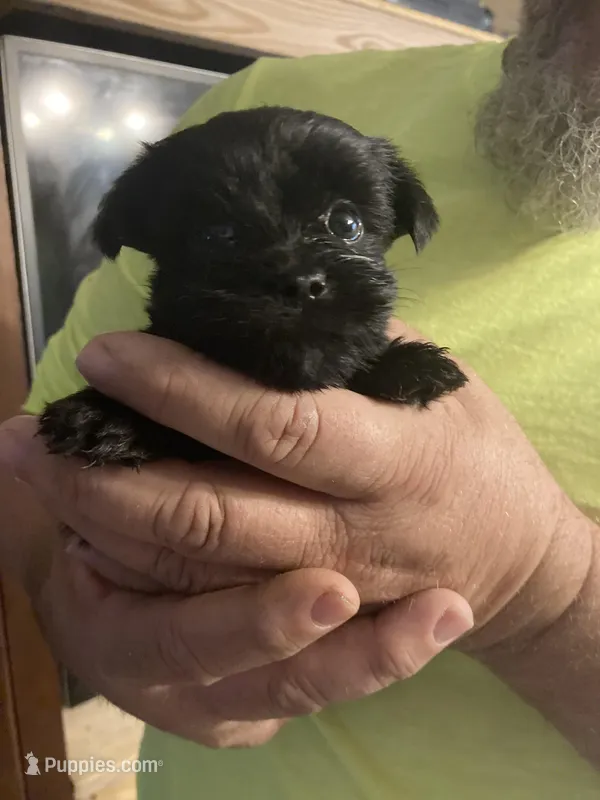 Raven, a female Shorkie for sale in Elgin, SC – Photo 1 of 2