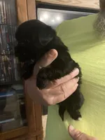 Raven, a female Shorkie for sale in Elgin, SC – Photo 2 of 2