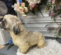 Trooper , a male Shih Tzu for sale in Elgin, SC – 6 of 6