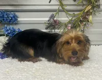 KCEE, a male Yorkshire Terrier for sale in Elgin, SC – 2 of 3