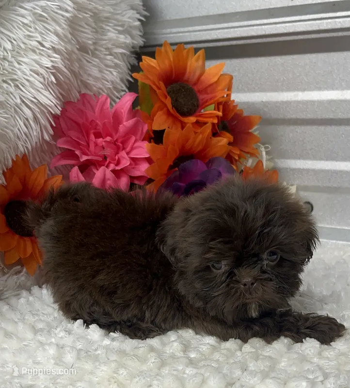 Fancy.   – Shih Tzu puppy for sale in Elgin, SC