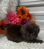 Fancy.  , a female Shih Tzu for sale in Elgin, SC – 1 of 4