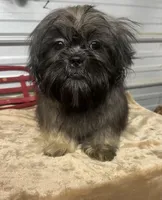 AKC Zena, a female Shih Tzu for sale in Elgin, SC – Photo 3 of 5