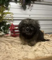 AKC Zena, a female Shih Tzu for sale in Elgin, SC – Photo 4 of 5