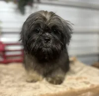 AKC Zena, a female Shih Tzu for sale in Elgin, SC – Photo 2 of 5