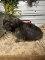 AKC Zena, a female Shih Tzu for sale in Elgin, SC – Photo 5 of 5