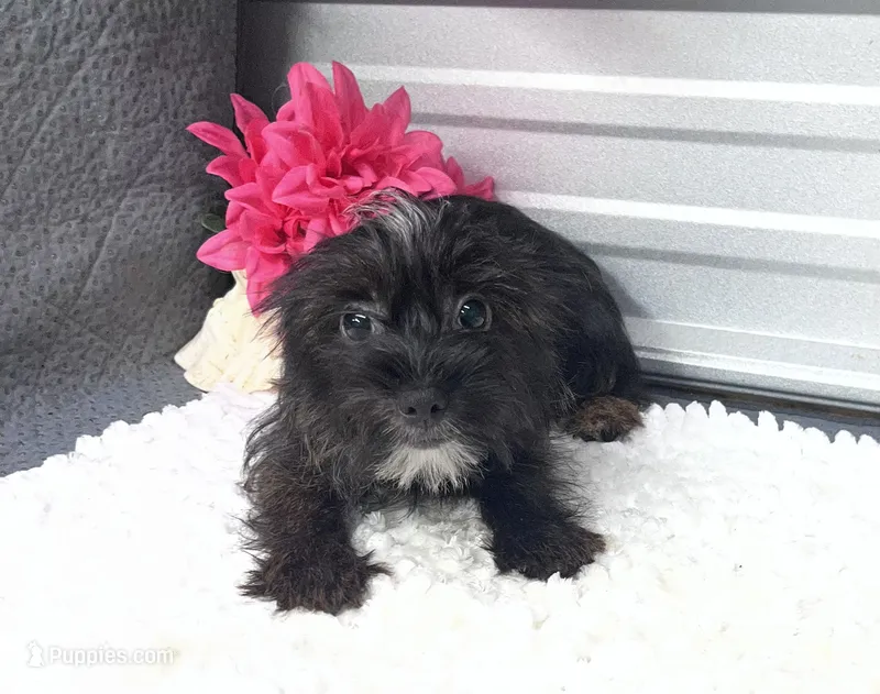 Ebony – Yorkshire Terrier, Poodle - Toy  puppy for sale in Elgin, SC