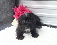 Ebony, a female Yorkshire Terrier and Poodle - Toy  for sale in Elgin, SC – 1 of 8