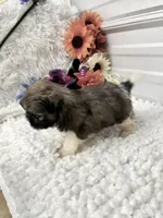 Louie , a male Shih Tzu for sale in Elgin, SC – 3 of 7