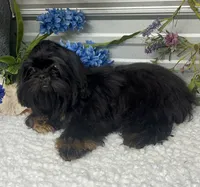 Bentley, a male Shih Tzu for sale in Elgin, SC – 4 of 7