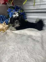 AKC  Blade mini, a male Shih Tzu for sale in Elgin, SC – Photo 7 of 7