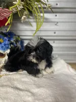 AKC  Blade mini, a male Shih Tzu for sale in Elgin, SC – Photo 6 of 7