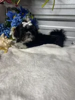 AKC  Blade mini, a male Shih Tzu for sale in Elgin, SC – Photo 4 of 7