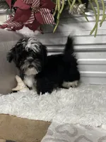 AKC  Blade mini, a male Shih Tzu for sale in Elgin, SC – Photo 2 of 7