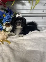 AKC  Blade mini, a male Shih Tzu for sale in Elgin, SC – Photo 3 of 7
