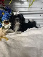 AKC  Blade mini, a male Shih Tzu for sale in Elgin, SC – Photo 5 of 7