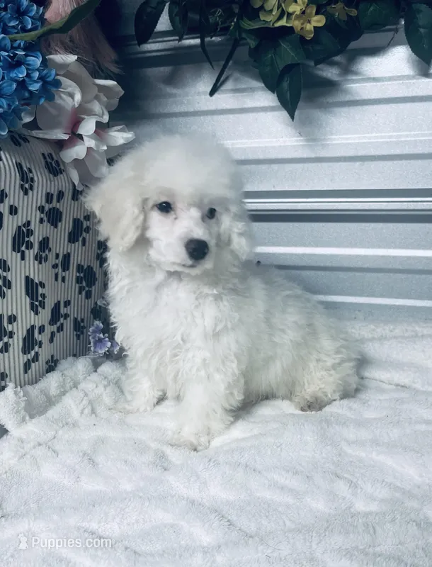 AKC Lady – Poodle - Toy  puppy for sale in Elgin, SC
