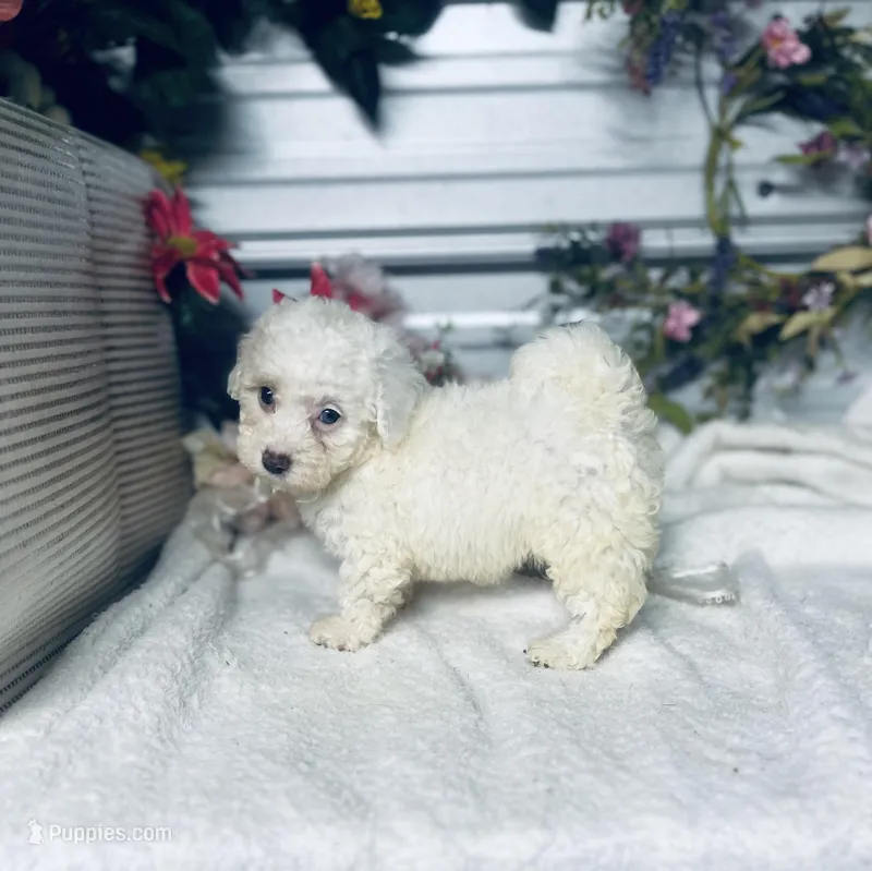 AKC Lady – Poodle - Toy  puppy for sale in Elgin, SC