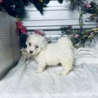 AKC Lady, a female Poodle - Toy  for sale in Elgin, SC – Photo 1 of 3