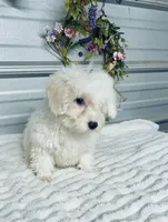 AKC Lady, a female Poodle - Toy  for sale in Elgin, SC – Photo 4 of 5