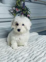 AKC Lady, a female Poodle - Toy  for sale in Elgin, SC – Photo 3 of 5