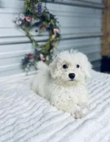 AKC Lady, a female Poodle - Toy  for sale in Elgin, SC – Photo 2 of 5