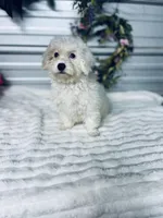 AKC Lady, a female Poodle - Toy  for sale in Elgin, SC – Photo 5 of 5