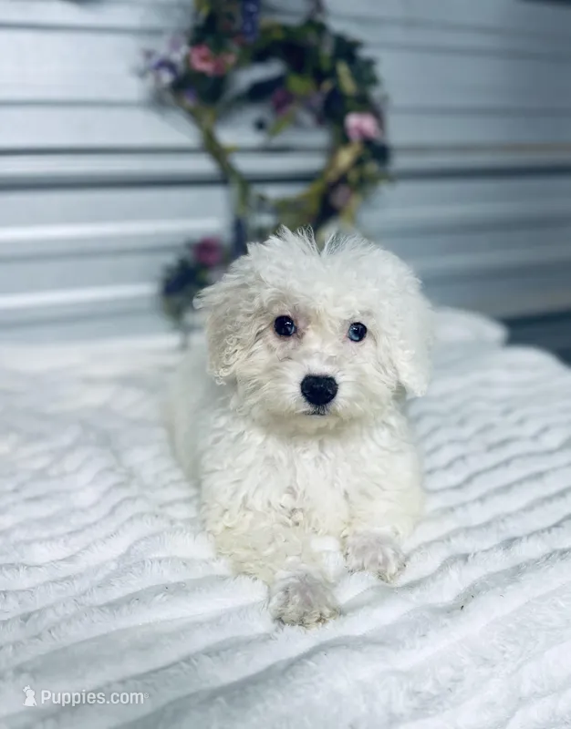 AKC Lady – Poodle - Toy  puppy for sale in Elgin, SC