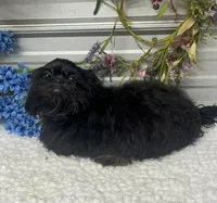 Duke, a male Shih Tzu for sale in Elgin, SC – 4 of 5