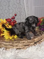 Molly, a female Poodle - Miniature  for sale in Elgin, SC – 2 of 9