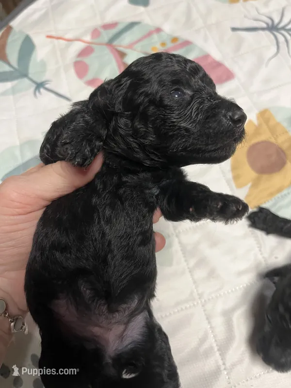 Dodge – Poodle - Miniature  puppy for sale in Elgin, SC