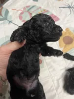 Dodge, a male Poodle - Miniature  for sale in Elgin, SC – 1 of 2