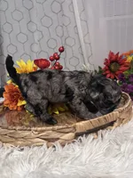 Molly, a female Poodle - Miniature  for sale in Elgin, SC – 6 of 9