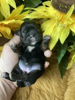 AKC black and tan dobie, a female Shih Tzu for sale in Elgin, SC – Photo 4 of 4