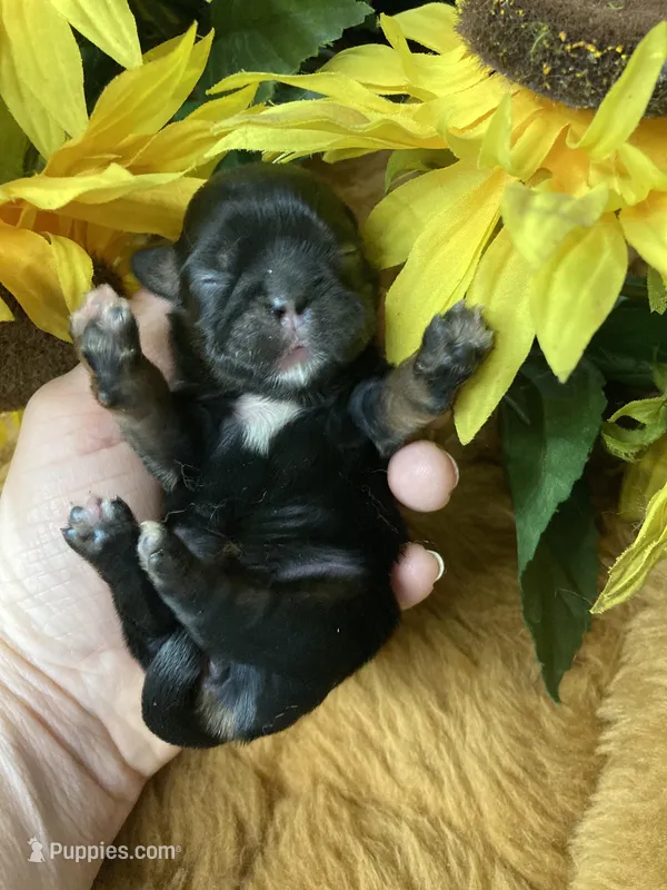 AKC black and tan dobie