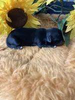 AKC black and tan dobie, a female Shih Tzu for sale in Elgin, SC – Photo 2 of 4