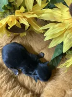 AKC black and tan dobie, a female Shih Tzu for sale in Elgin, SC – Photo 3 of 4