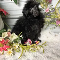 AKC Val, a female Poodle - Toy  for sale in Elgin, SC – Photo 2 of 3